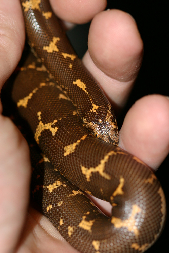 dark kenyan