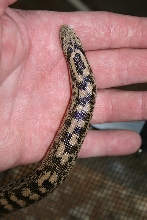 male tartar