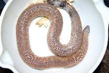 patternless johnii