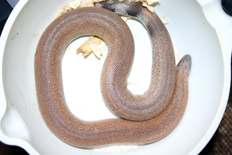 patternless johnii