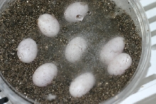 06 arabian eggs 716 6