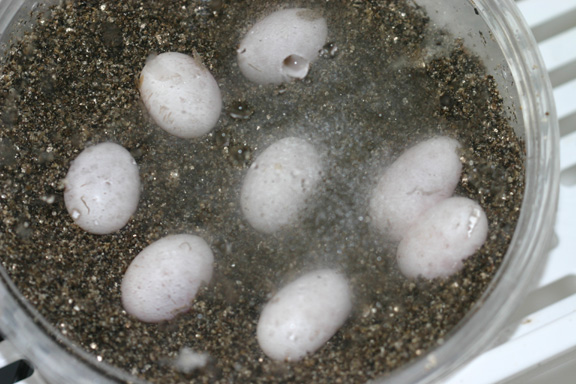06 arabian eggs 716 6