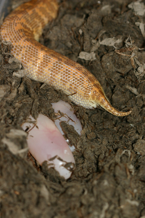 2nd clutch 06 arabian eggs