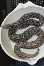 female tartar