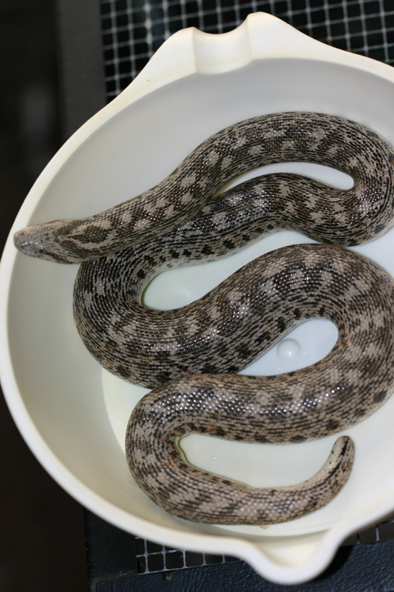 female tartar