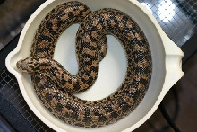 female tartar