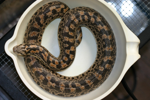 female tartar