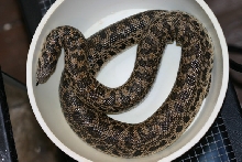 female tartar