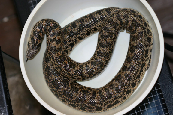 female tartar