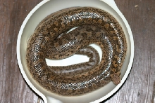 miliaris pair