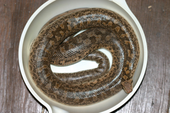 miliaris pair