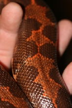 big kenyan