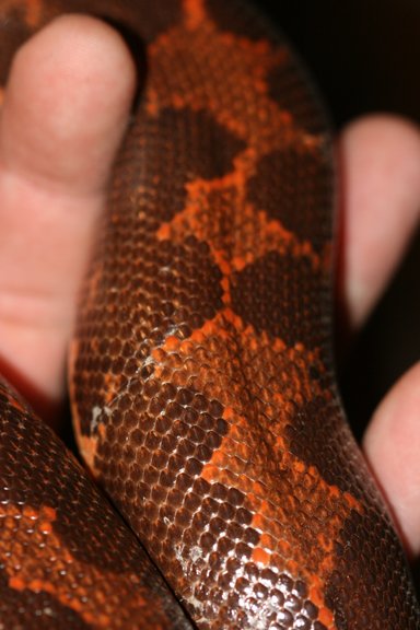 big kenyan