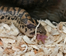 07 tartar eating