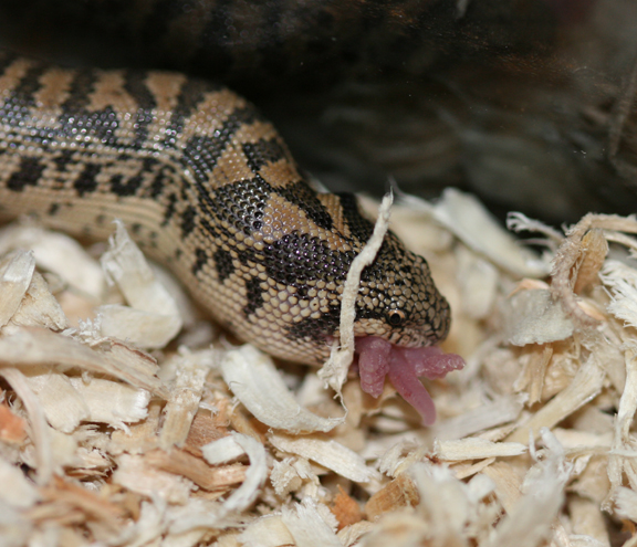 07 tartar eating