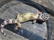 Hypo Snow