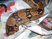 is she gravid?