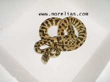 Irian jaya X jaguar carpet 2004.