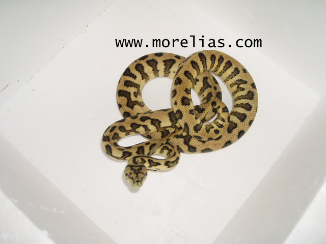 Irian jaya X jaguar carpet 2004.