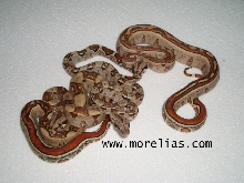 Jungle boa groups shot