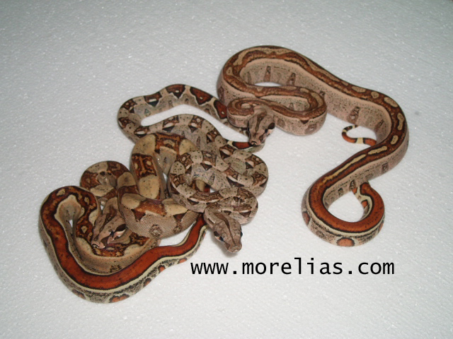 Jungle boa groups shot