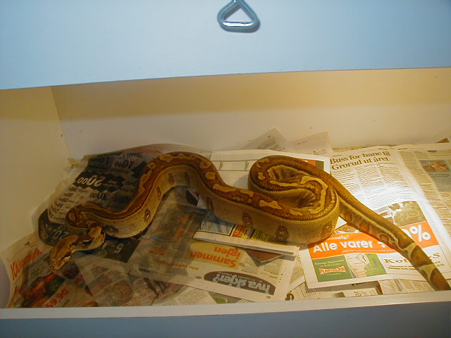 Jungle boa sweden??