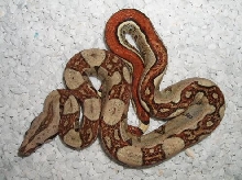 jungle boa CB 05