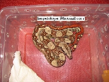 jungle boa CB 05