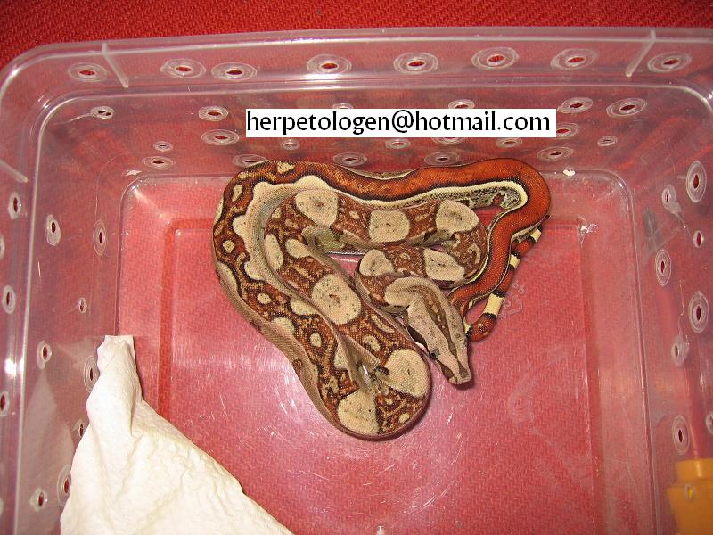 jungle boa CB 05