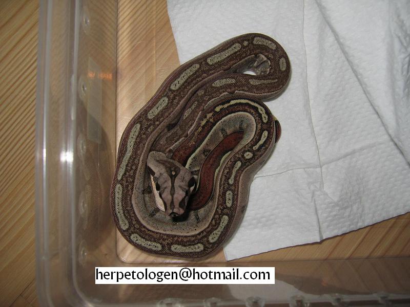 jungle boa CB 05