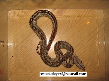jungle boa CB 05