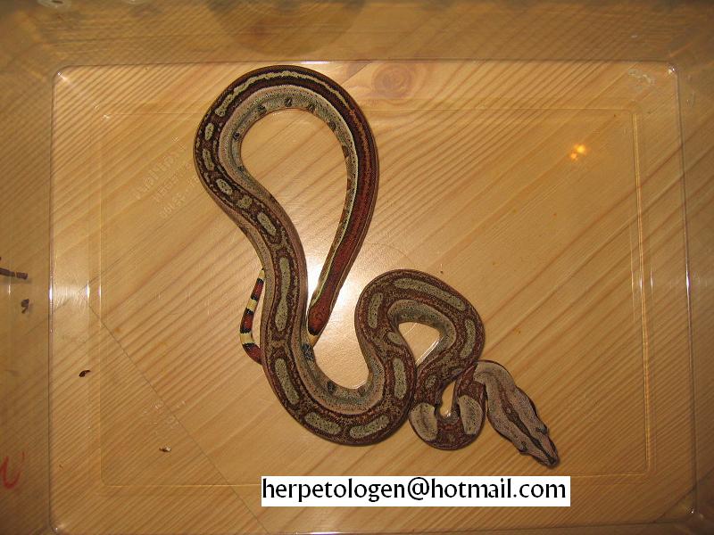 jungle boa CB 05