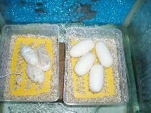ball eggs