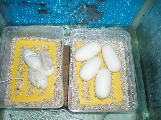 ball eggs