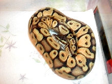 2002 Male Pastel