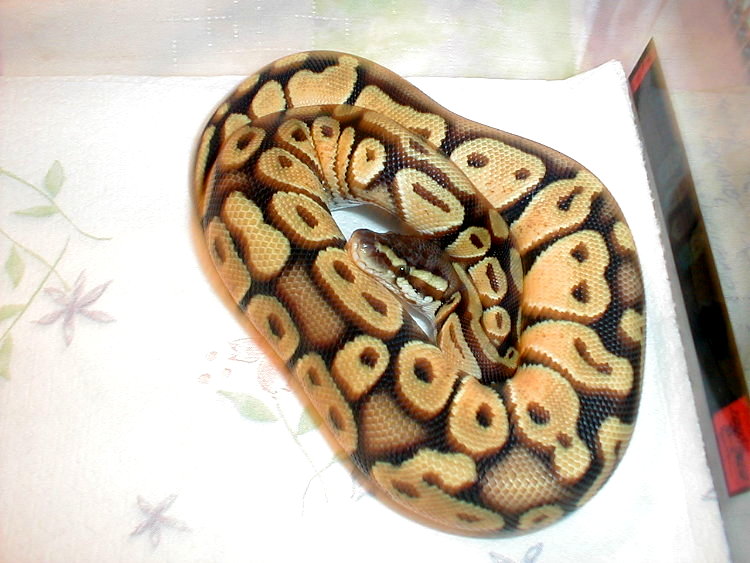 2002 Male Pastel