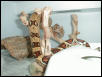2002 Male Harlequin