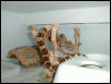 2002 Male Harlequin 2