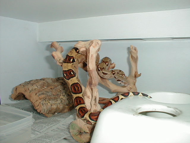 2002 Male Harlequin 2