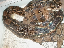 Good Looking Ovulation 1/11/05