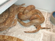 Hog Islands Breeding, Finally!