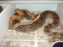 F2 Hypo Male With Girl # 2