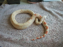 New 03 female albino