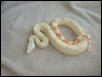 Same 03 female albino