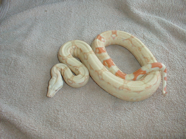 Same 03 female albino