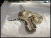 03 Female Jungle Type