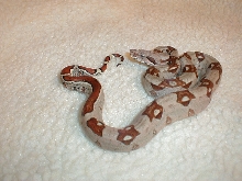 New Pic Male From Larry Keller 1-23-05