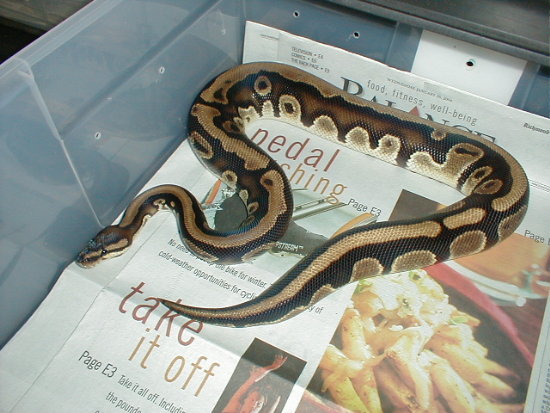 Male N. Brazilian, 2 Year Old