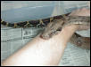 New 01 male from Salmonboa