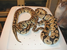 Male Pastel and Female True Jungle Ball
